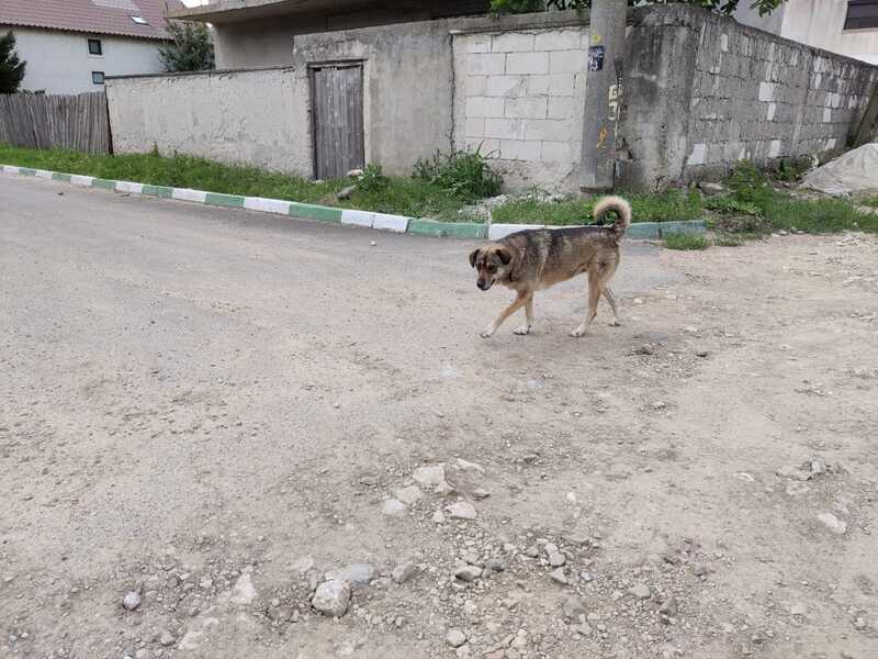 Câine vagabond